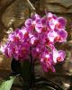 Orchid